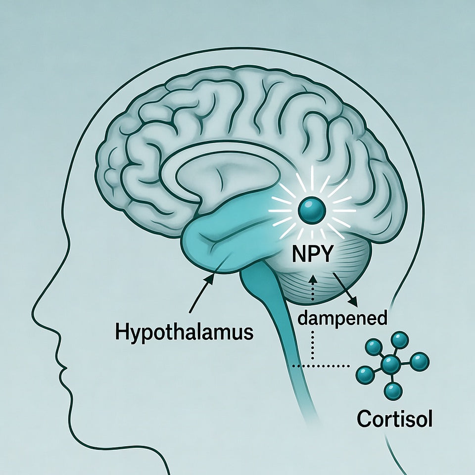 What is Neuro-Peptide Y (NPY)?