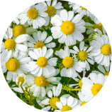 Chamomile flowers, a source of apigenin